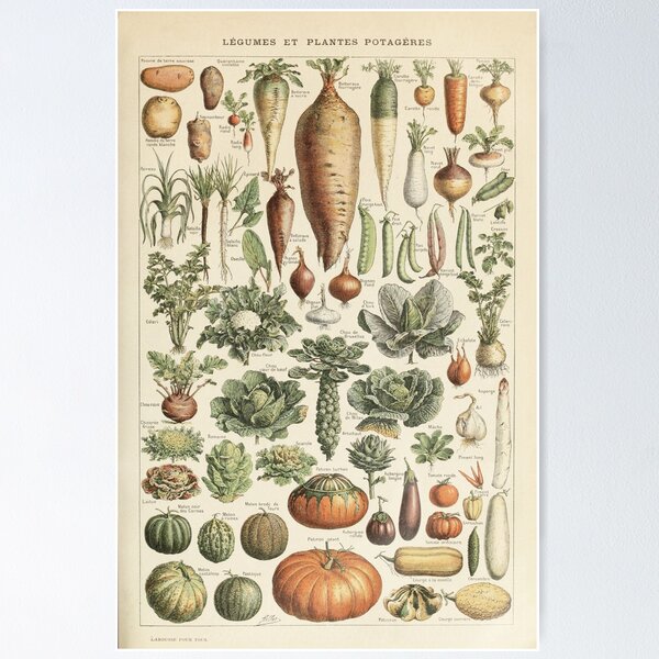 Item preview, Vintage botanical Print - Legumes - Adolphe Millot designed and sold by cutesy.