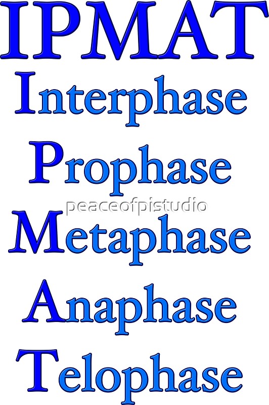 "IPMAT Cell Cycle Biology" Stickers by peaceofpistudio Redbubble