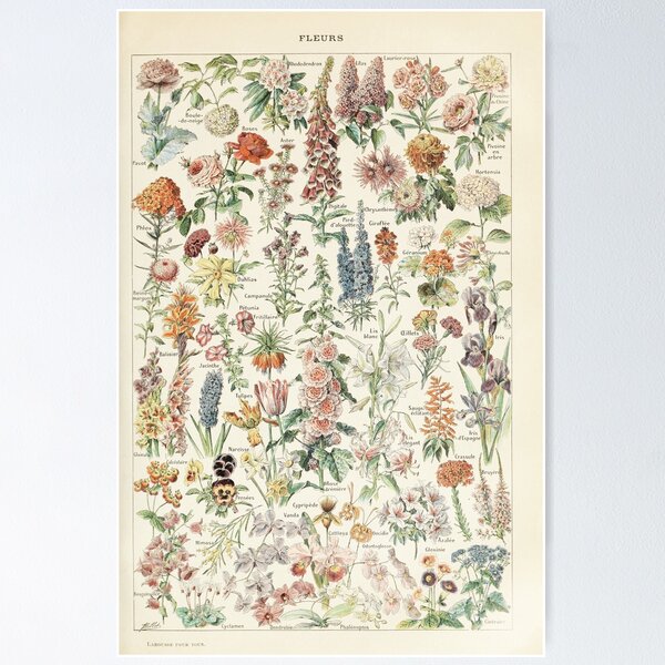 Item preview, Vintage botanical Print - wildflower - Adolphe Millot designed and sold by cutesy.