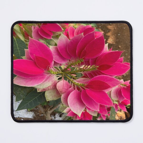 Item preview, Poinsettia Flower Plant designed and sold by Capture Room.