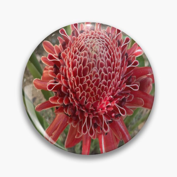 Item preview, Etlingera designed and sold by Capture  Room.