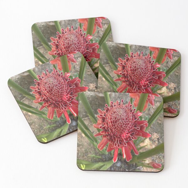 Item preview, Etlingera designed and sold by Capture  Room.