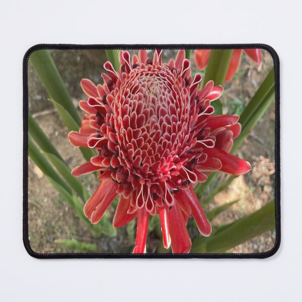 Item preview, Etlingera designed and sold by Capture Room.