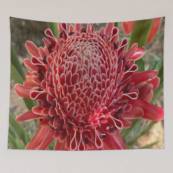 Item preview, Etlingera designed and sold by Capture  Room.