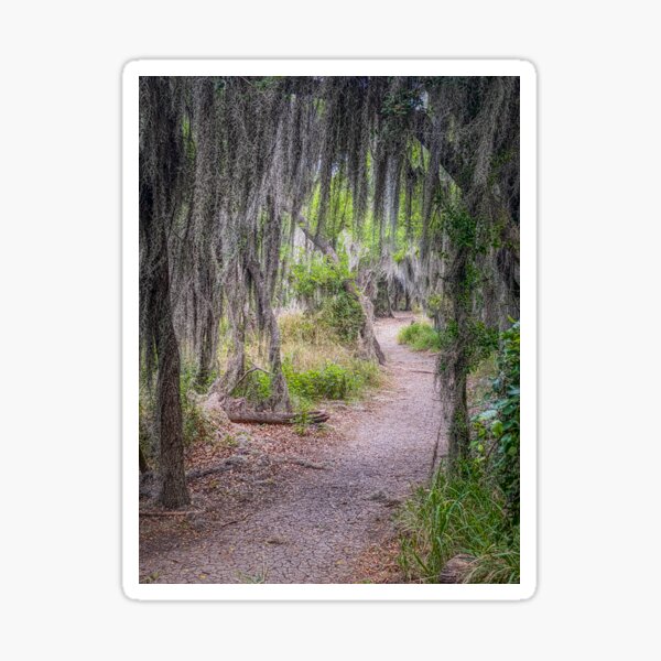 Item preview, Hiking Trail in Santa Ana NWR designed and sold by Debra Martz.
