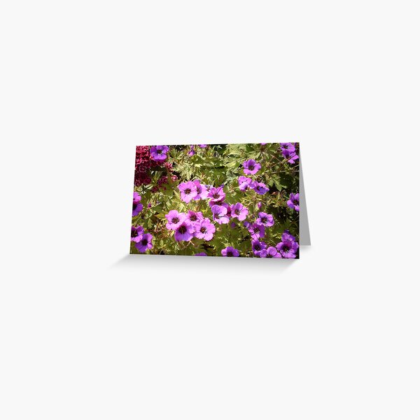 Cranesbill Greeting Card