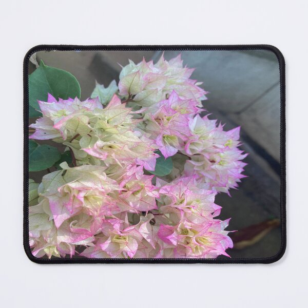 Item preview, Bougainvillea Plant designed and sold by Capture Room.