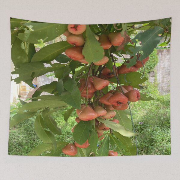 Item preview, Wax Apple designed and sold by Capture  Room.