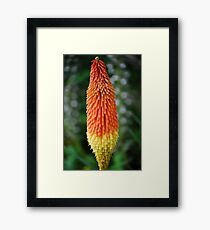 Red Hot Poker Framed Print