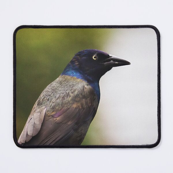 Item preview, Common Grackle designed and sold by Yannik Hay.