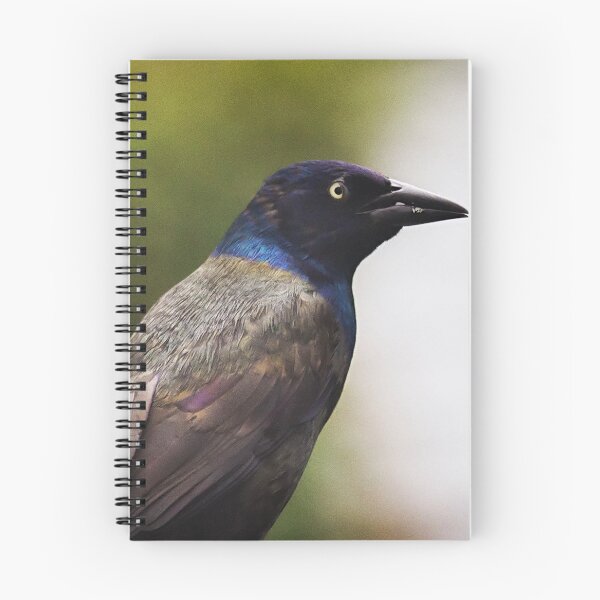 Item preview, Common Grackle designed and sold by Yannik Hay.