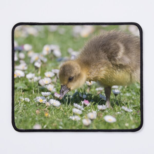 Item preview, Greylag Goose designed and sold by LaurenTucker.
