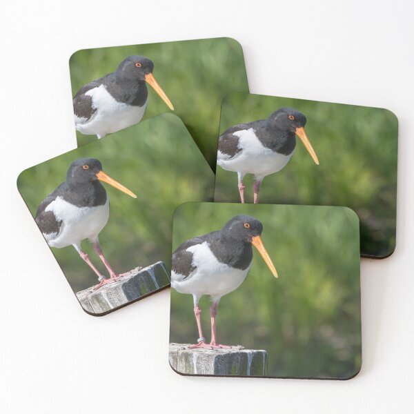 Item preview, Oystercatcher designed and sold by LaurenTucker.
