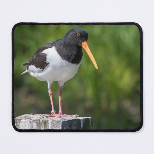 Item preview, Oystercatcher designed and sold by LaurenTucker.