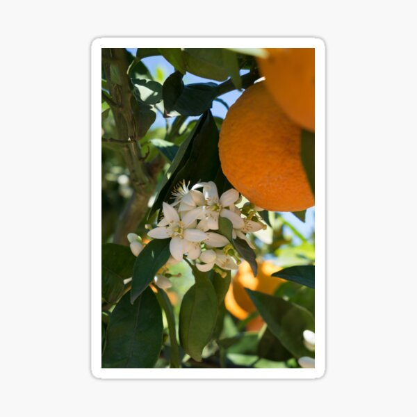 White orange blossoms and ripe fruits, orange blossom in Spain Sticker