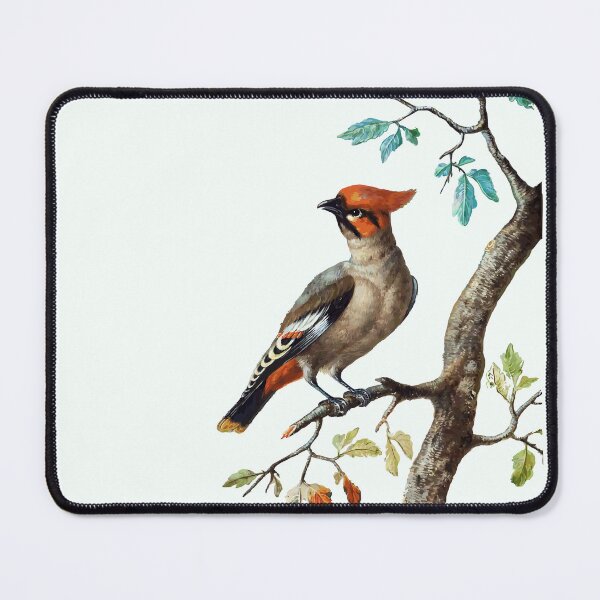 Item preview, cardinal bird designed and sold by FeatheredClub.