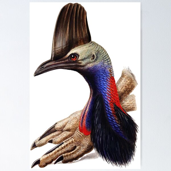 Item preview, Australian Cassowary  designed and sold by FeatheredClub.