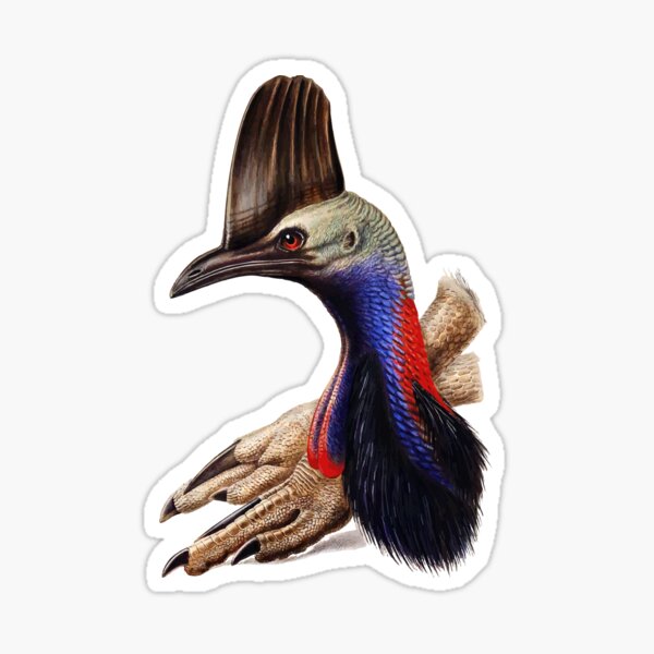 Item preview, Australian Cassowary  designed and sold by FeatheredClub.