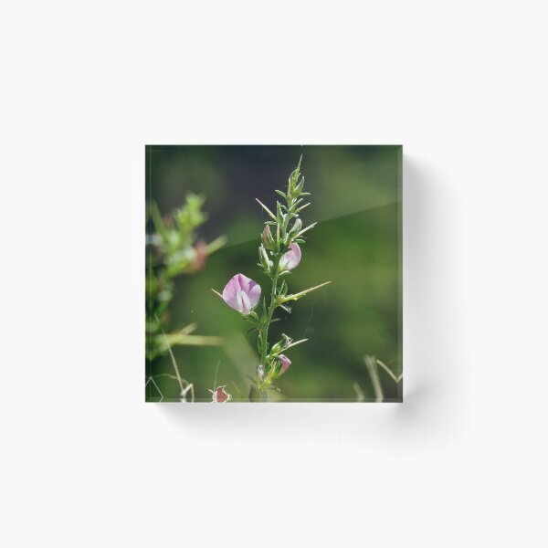 Item preview, Naturel  designed and sold by orhanyky.