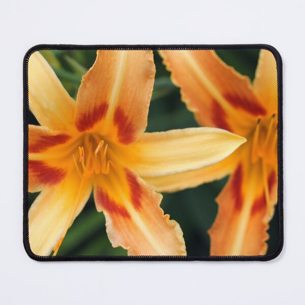 Item preview, Tiger Lily Flower designed and sold by CapeCodGiftShop.
