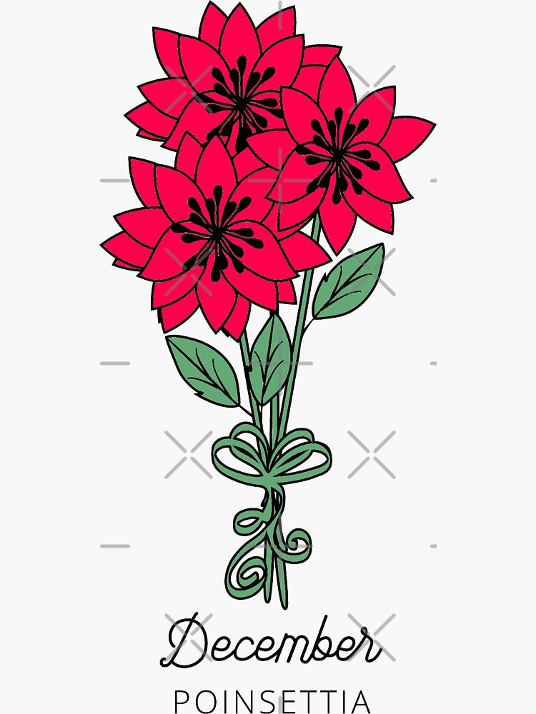 Poinsettia euphorbia pulcherrima christmas star vector image on VectorStock  | Flower tattoo designs, Poinsettia, White tattoo