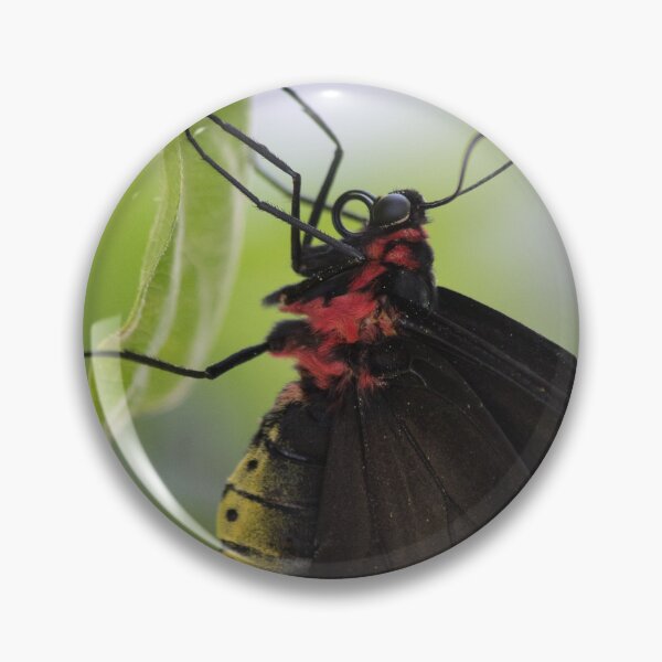 Item preview, Butterfly Beauty designed and sold by Jacquelie.