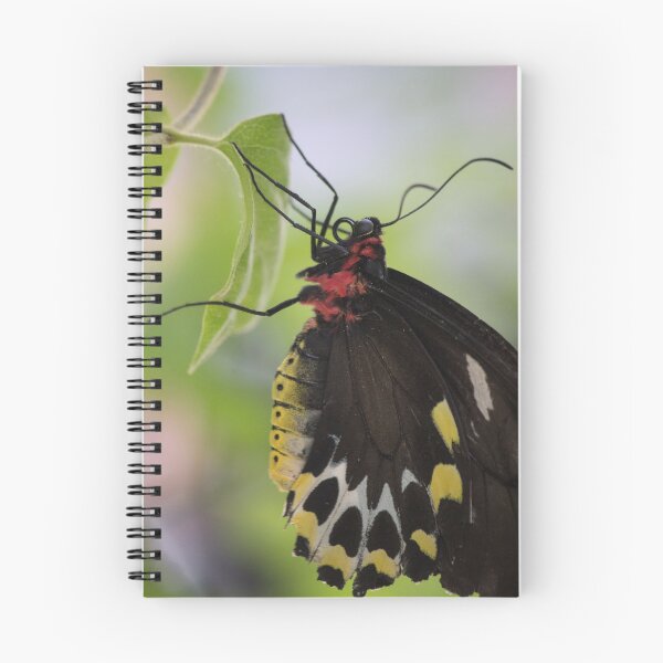 Item preview, Butterfly Beauty designed and sold by Jacquelie.