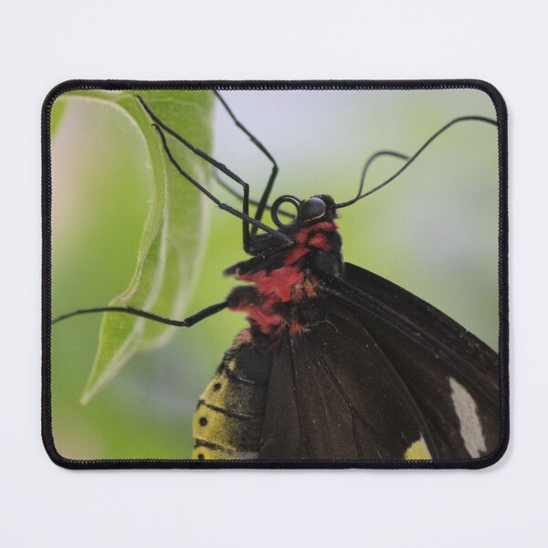Item preview, Butterfly Beauty designed and sold by Jacquelie.