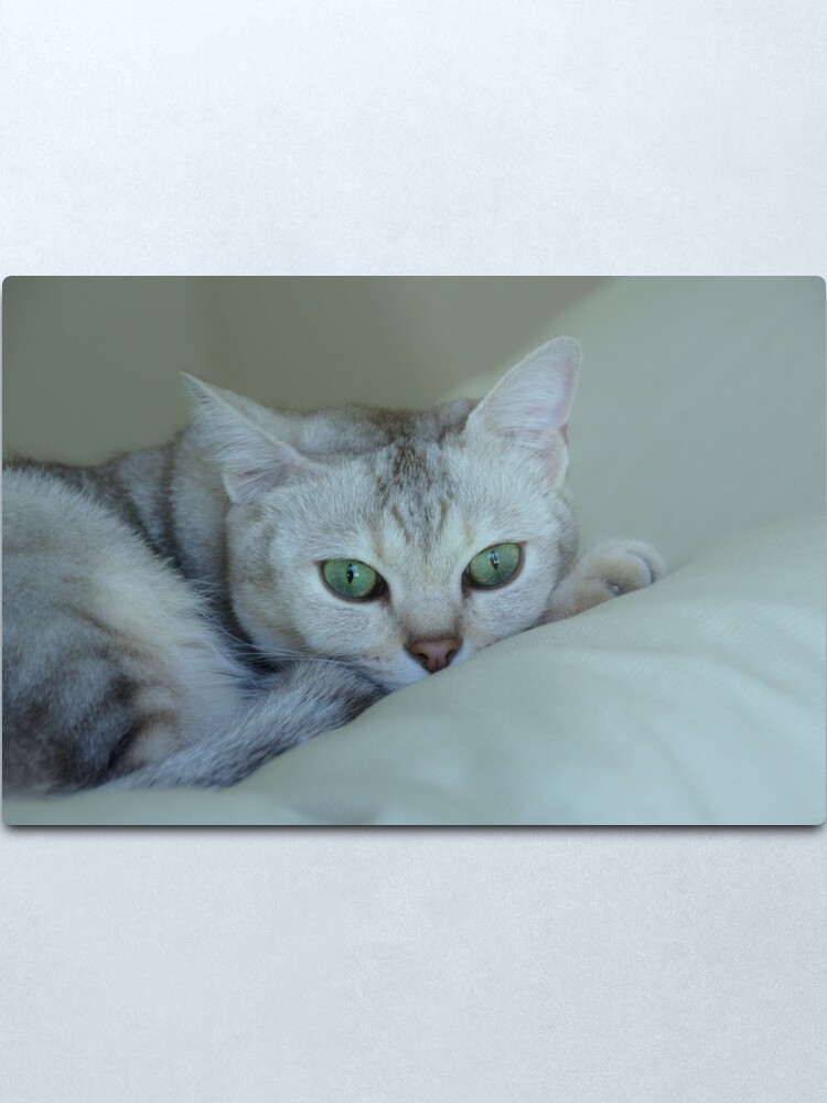 Alternate view of oliver ... Metal Print