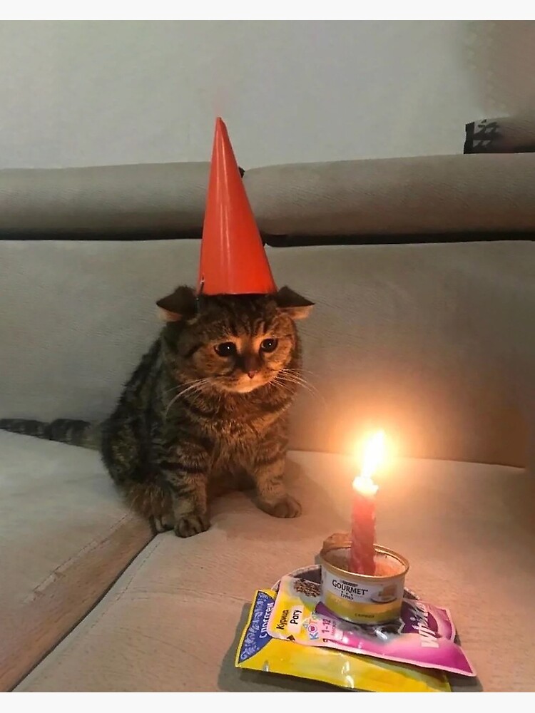 Sad store birthday cat