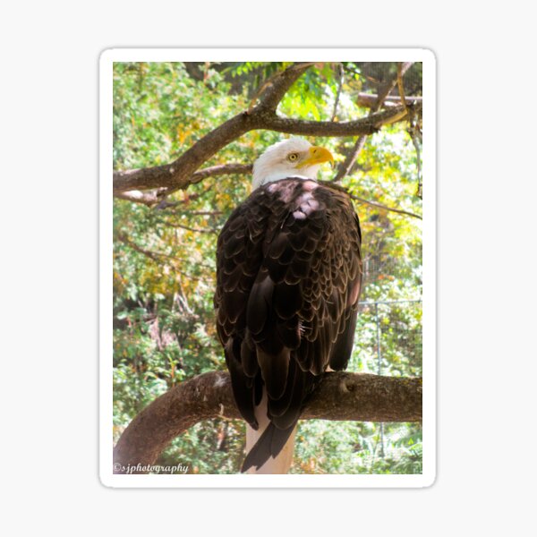 "Bald eagle, america, Bald eagle in color " Sticker for Sale by