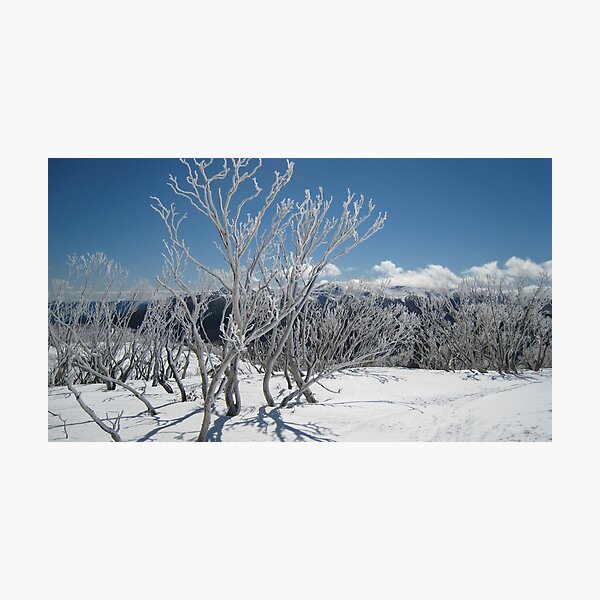 Item preview, Snow gums designed and sold by Kath Cashion.