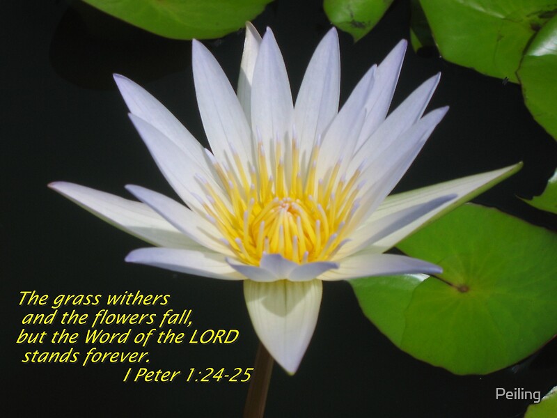 "Christian Art Lotus flower with scriptures" by Peiling Redbubble