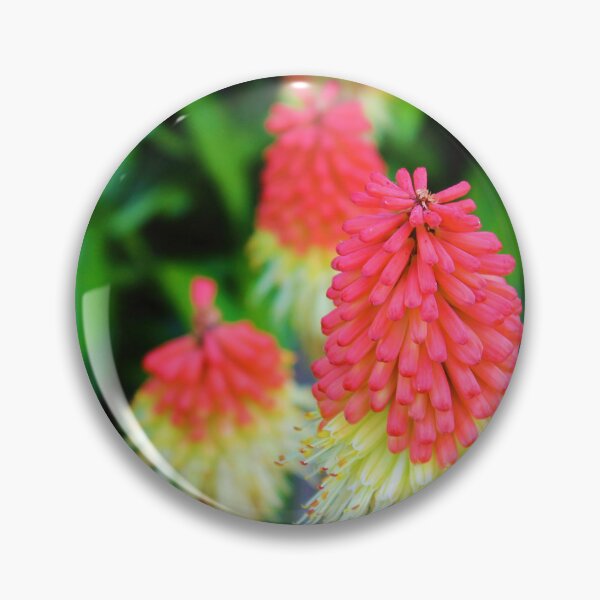 Item preview, Vibrant red hot pokers <3 designed and sold by KateJaxxon.