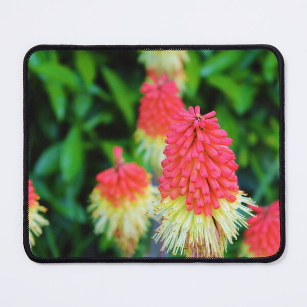 Item preview, Vibrant red hot pokers <3 designed and sold by KateJaxxon.