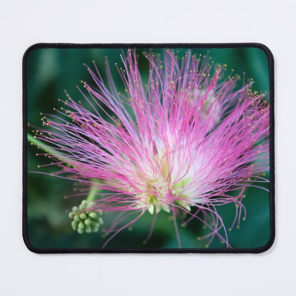Item preview, Albizia julibrissin <3 designed and sold by KateJaxxon.