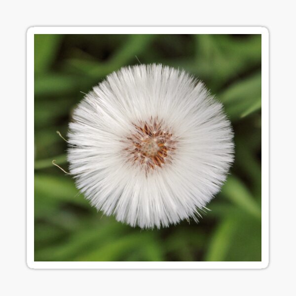 Dandelion Clock Sticker