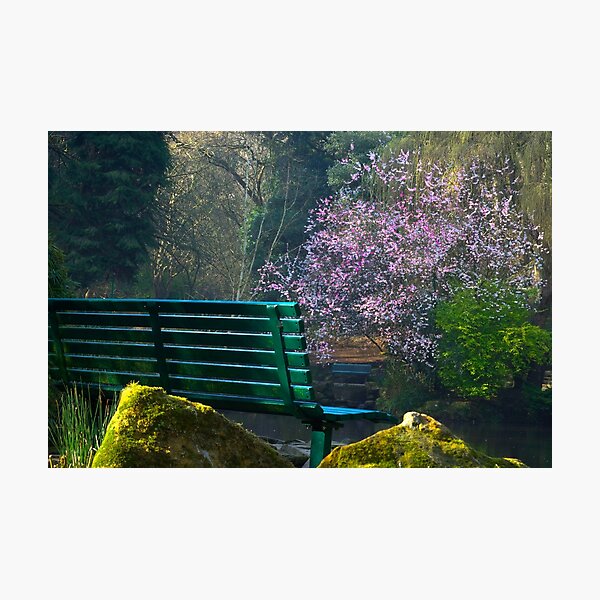 Item preview, Peasholm Park Cherry Tree designed and sold by Alisonchambers2.