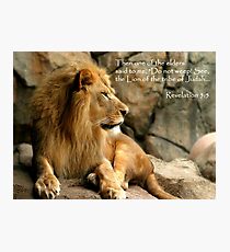 Aslan - Lion of Judah Photographic Print