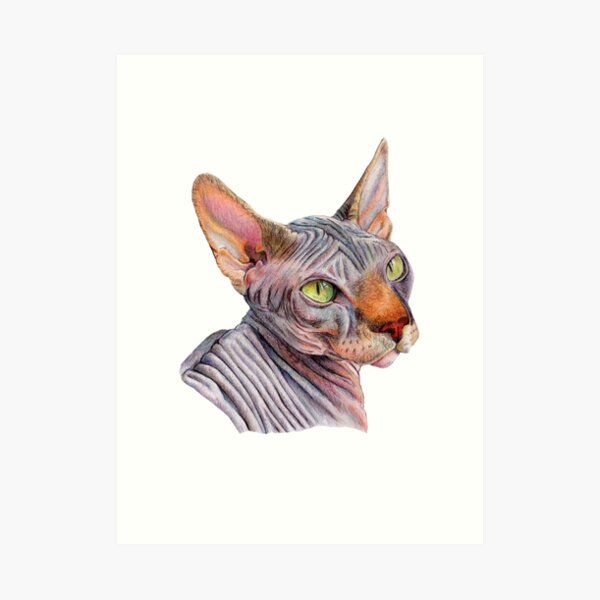 Sphynx Cat Illustration Art Print