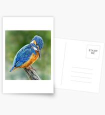 Kingfisher Postcards