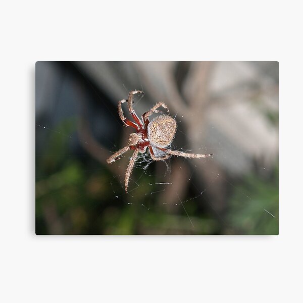 Garden Spider Metal Print