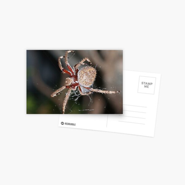 Garden Spider 2 Postcard