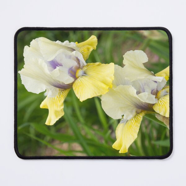 Item preview, Multicolored German Irises in Bloom - A Garden for Vincent Van Gogh designed and sold by Georgia Mizuleva.