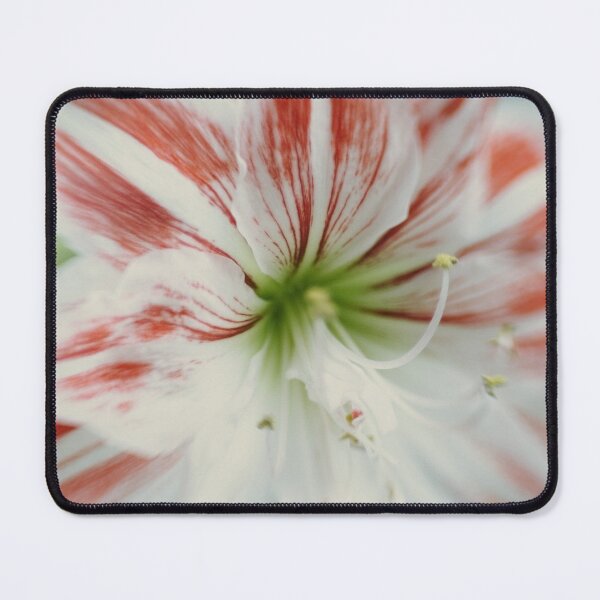 Item preview, Cloe up amaryllis designed and sold by gailgriggs.