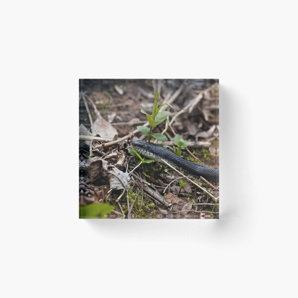 Item preview, Black Snake designed and sold by Brad Chambers.