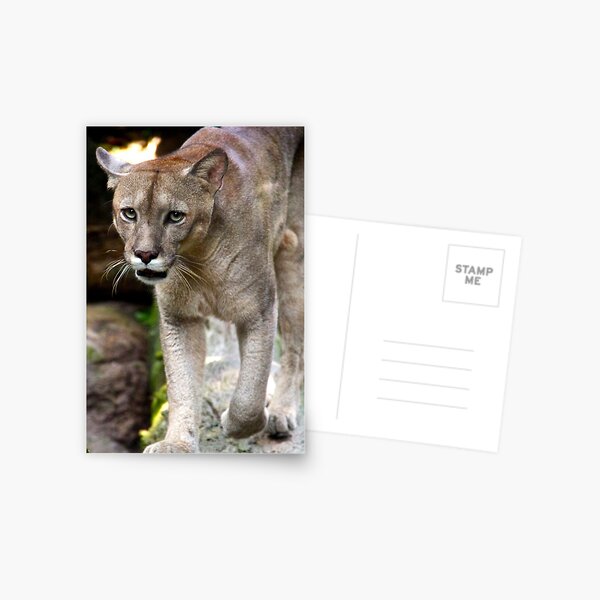Item preview, Approaching Mountain Lion designed and sold by csenior.