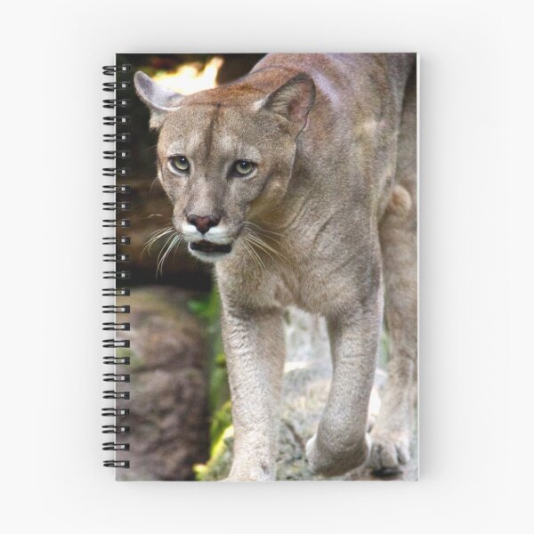 Item preview, Approaching Mountain Lion designed and sold by csenior.