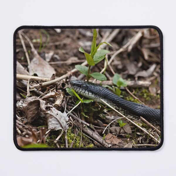 Item preview, Black Snake designed and sold by Brad Chambers.