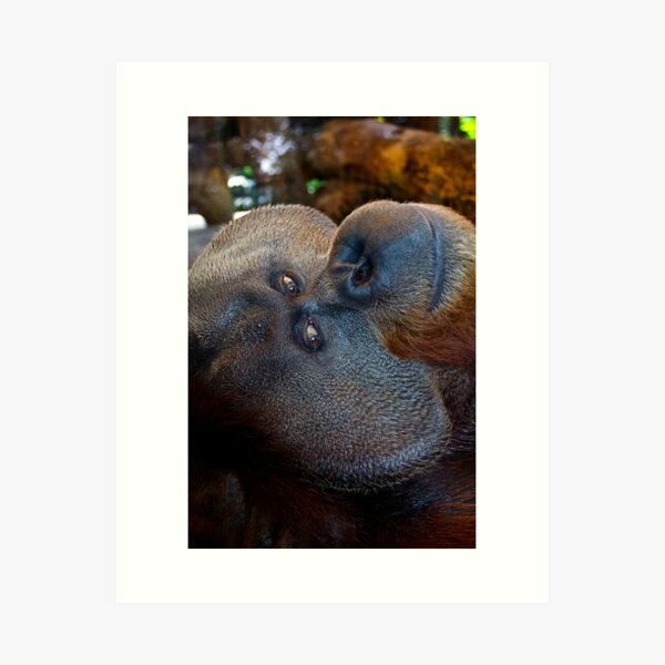 Item preview, Charlie the Orangutan designed and sold by csenior.